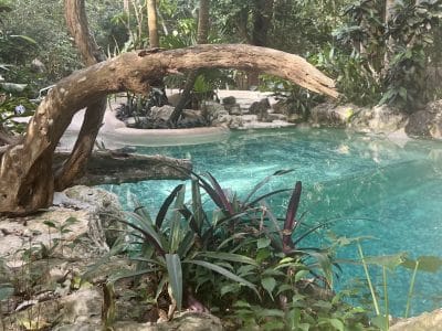 Bluestone Ayahuasca