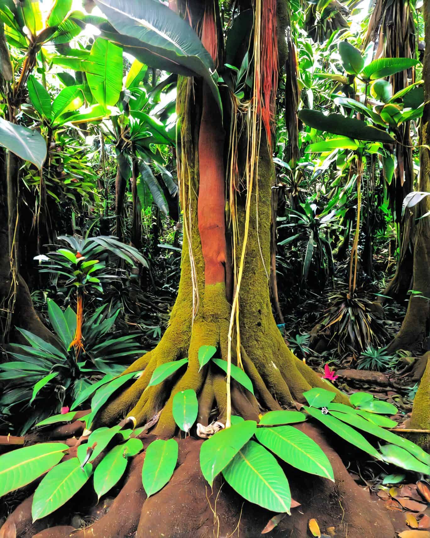 What Is the Meaning of the Word Ayahuasca? | Best Retreats
