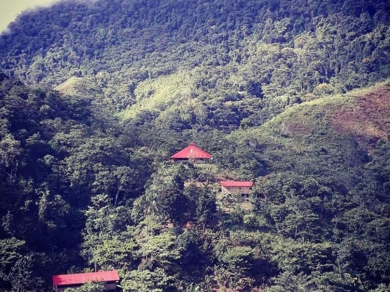 Amazonia Moyano Ayahuasca Healing Center