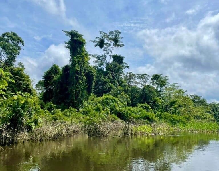 Epicenter Ayahuasca